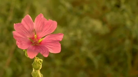 Flower03 Stock Footage 266863