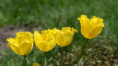 Flower03 動画素材 23302901