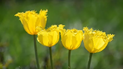 Flower04 動画素材 23303159