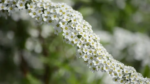 Flower06 動画素材 23303561