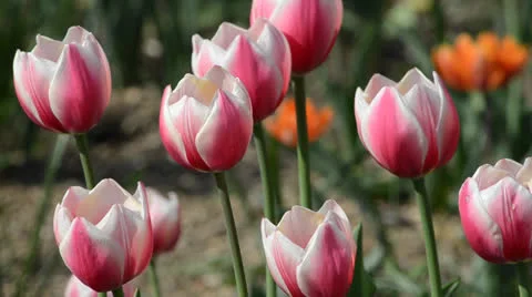 Flower07 動画素材 23303662