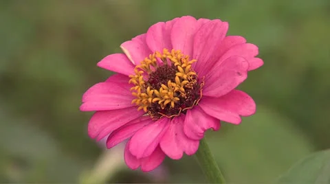 Flower1 Video stock 25997649