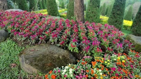 Flower1 Stock Footage 86786991