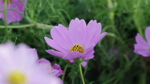 Flower1 Stock Footage 145342336