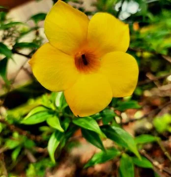 Flower1 Stock Photos