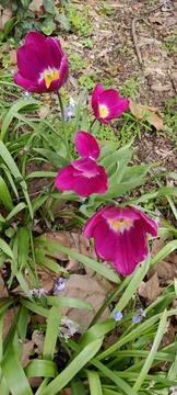 Flower1 스톡 사진