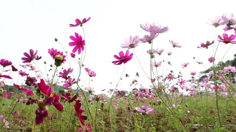 Flower10 Stock Footage 86787008