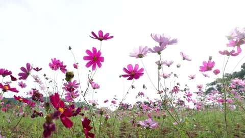 Flower11 Stock Footage 86787038