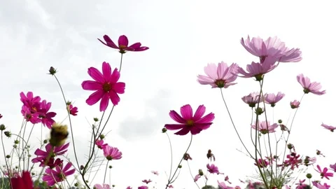 Flower12 Stock Footage 86787047