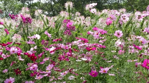 Flower13 Stock Footage 86787135