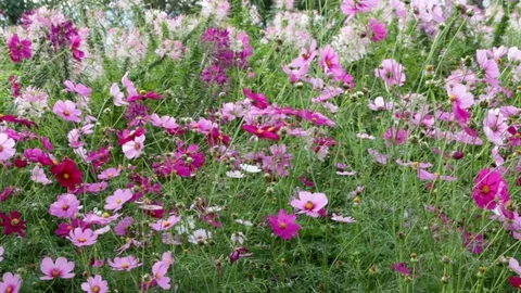 Flower14 Stock Footage 86787114