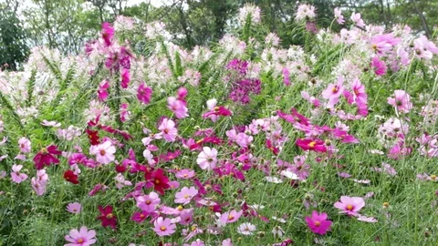 Flower15 Stock Footage 86787200