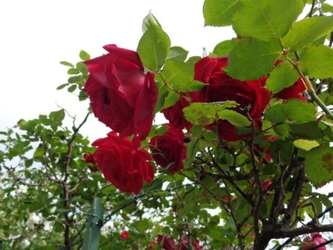 Flower#19 Stock Photos