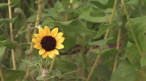 Flower2 Video stock 25997647