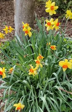 Flower2 스톡 사진