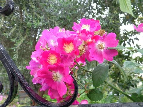 Flower#21 Stock Photos