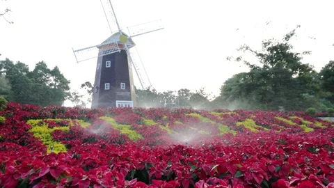 Flower3 Stock Footage 86787264