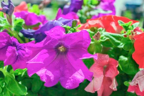 Flower3 Stock Photos