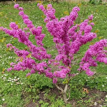 Flower3 스톡 사진