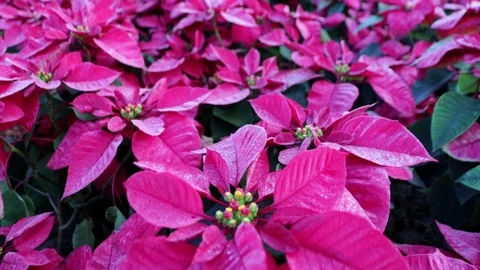 Flower4 Stock Footage 86787228