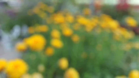 Flower4 HD Stock Footage 776565