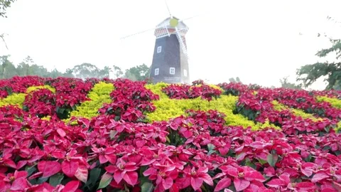 Flower5 Video stock 86787269