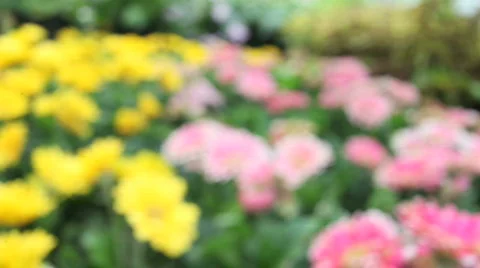 Flower5 HD Stock Footage 776857