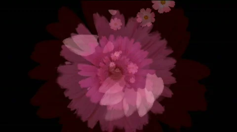 Flower5b Vidéo 610807