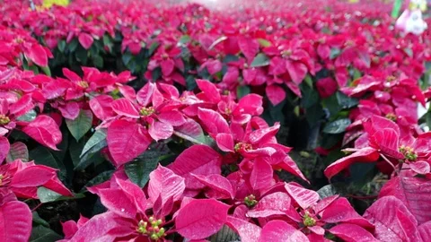 Flower6 Stock Footage 86787325