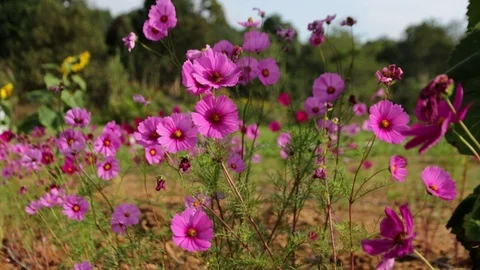 Flower7 Stock Footage 86787296