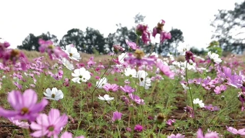 Flower8 Stock Footage 86787334