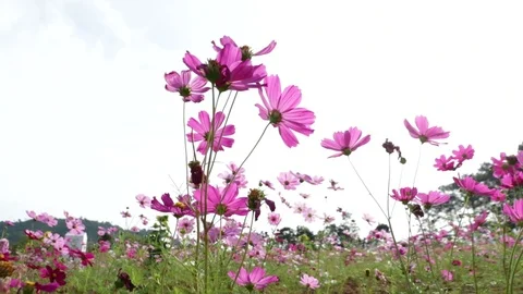 Flower9 Stock Footage 86787359