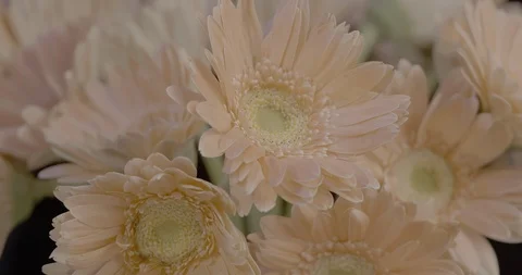 Flower_Gerbera Stock Footage 100040802