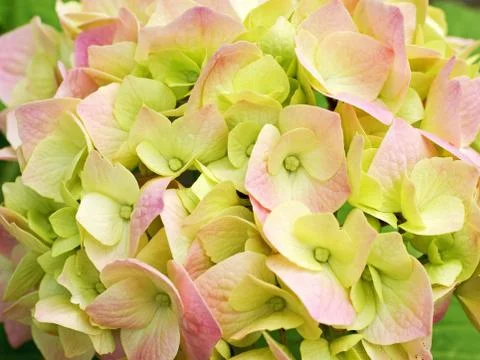 Flowerage Foto stock