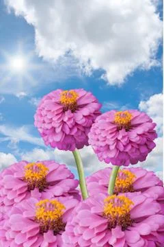 Flowerandsun Stock Photos