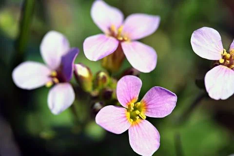 Flowerbed of aubrietia. Stock Photos