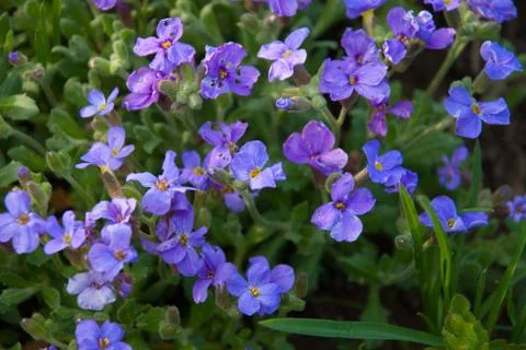 Flowerbed of Aubrietia. Stock Photos