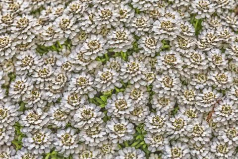 Flowerbed background texture Stock Photos