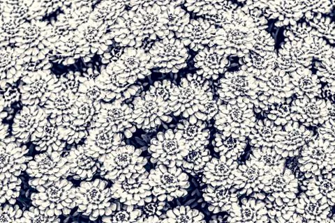 Flowerbed background texture Stock Photos