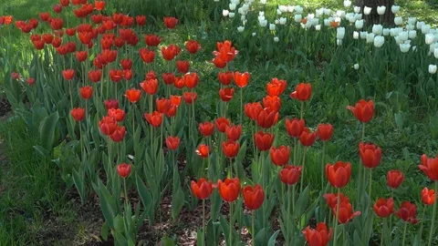 Flowerbed of bright red and white tulips. Flower background. 4K Video stock 124554981