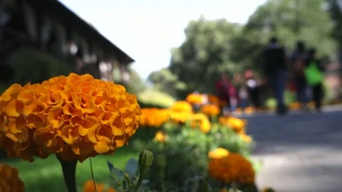 Flowerbed with calendula flowers. Stock Footage 213795761