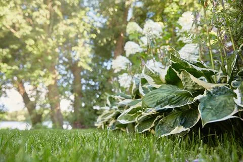 Flowerbed close-up of Hydrangea paniculata and two-colored hosta with a white Stock Photos