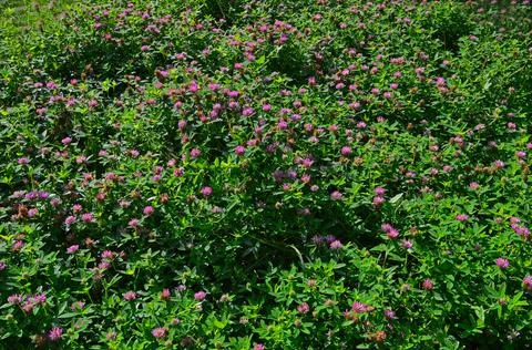 Flowerbed with clover close up on the plot. Selective focus Foto stock
