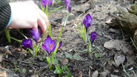 Flowerbed with crocus make free of leaves and weed Stock-Footage 33743749