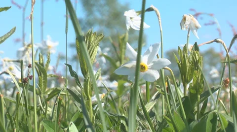 Flowerbed of daffodils Stock Footage 39497394