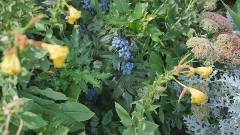 Flowerbed with decorative bushes Stock Footage 83126589