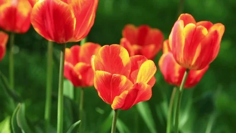 Flowerbed of delicate red tulips under summer sky Stock Footage 74516211