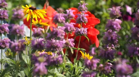 Flowerbed with different flowers Video stock 41550061