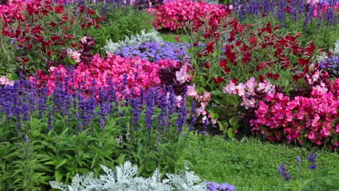 Flowerbed with different flowers Видео 106456763