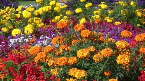 Flowerbed Видео 34133151